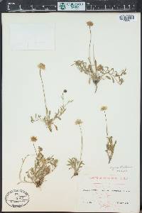 Erigeron flagellaris image