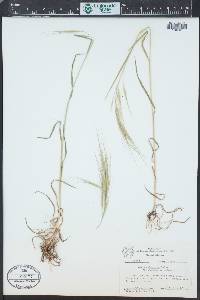 Bromus diandrus image