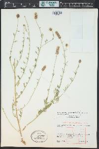 Dalea candida var. oligophylla image