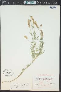 Dalea candida var. oligophylla image