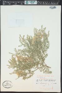 Sophora nuttalliana image