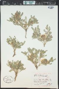 Sophora nuttalliana image