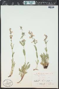 Penstemon virens image