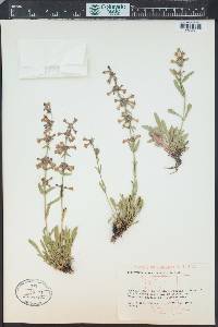 Penstemon virens image