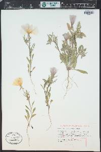 Oenothera albicaulis image