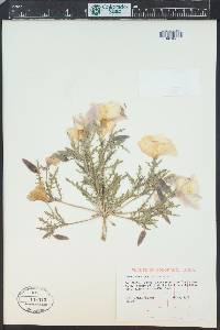 Oenothera albicaulis image