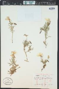 Oenothera coronopifolia image