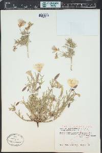 Oenothera coronopifolia image