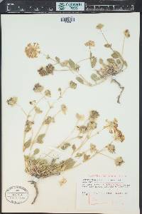 Abronia fragrans image