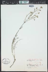 Mirabilis linearis image