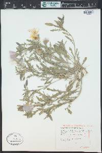 Oenothera albicaulis image