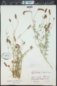 Dalea candida var. oligophylla image
