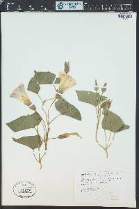 Calystegia sepium subsp. americana image