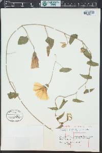 Calystegia sepium subsp. americana image