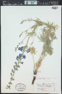 Delphinium geyeri image