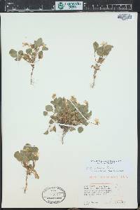 Viola adunca image