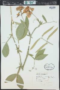 Lathyrus latifolius image