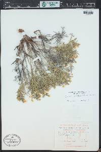 Oenothera serrulata image