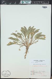 Viola nuttallii image