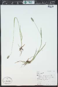 Phleum alpinum image