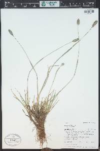 Phleum alpinum image