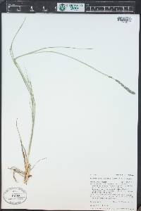 Muhlenbergia wrightii image