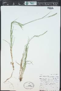 Muhlenbergia racemosa image