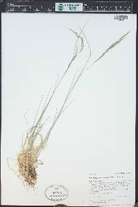 Muhlenbergia montana image