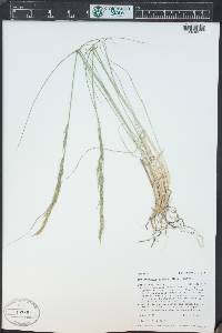 Muhlenbergia montana image