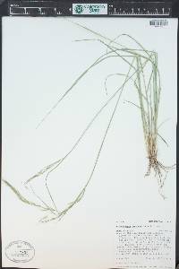 Muhlenbergia montana image