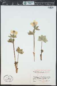 Trollius albiflorus image