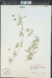 Phyla cuneifolia image