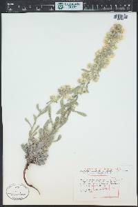 Oreocarya celosioides image