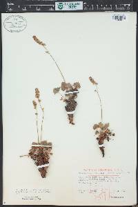 Heuchera parvifolia image