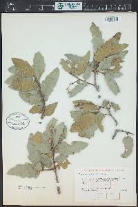 Quercus grisea image