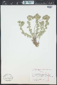 Euphorbia brachycera image