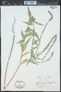 Oenothera curtiflora image