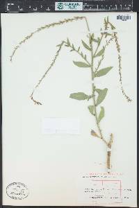 Oenothera curtiflora image