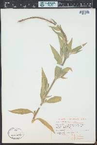 Oenothera curtiflora image