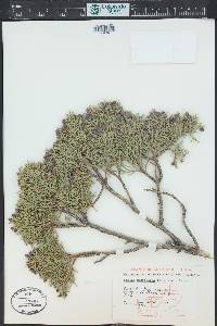 Juniperus monosperma image