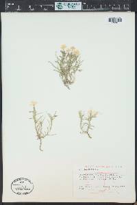 Phlox longifolia image