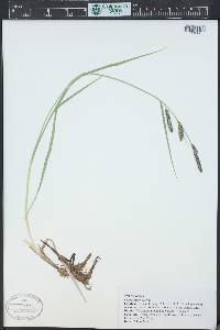 Carex emoryi image