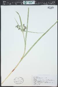 Scirpus microcarpus image