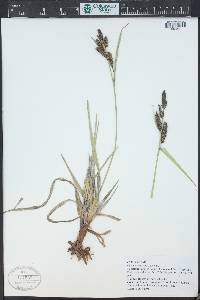 Carex nebrascensis image