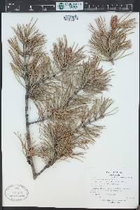 Pinus contorta var. latifolia image