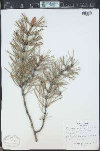 Pinus contorta image