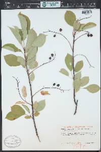 Prunus virginiana var. demissa image