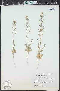 Draba cuneifolia image