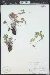 Adiantum capillus-veneris image