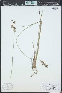 Juncus longistylis image